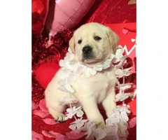 Labrador Puppies from excellent AKC pedigrees - 2