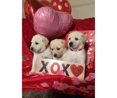 Labrador Puppies from excellent AKC pedigrees - 3