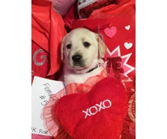 Labrador Puppies from excellent AKC pedigrees - 4