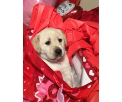 Labrador Puppies from excellent AKC pedigrees - 5