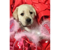Labrador Puppies from excellent AKC pedigrees - 6