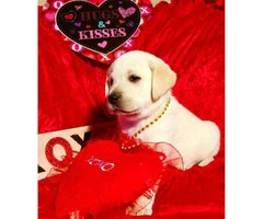 Labrador Puppies from excellent AKC pedigrees - 9