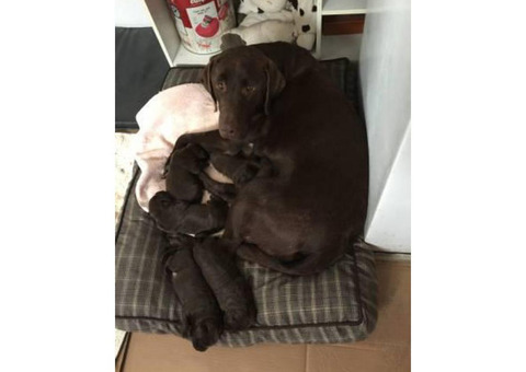 Puppies for Sale Near Me
