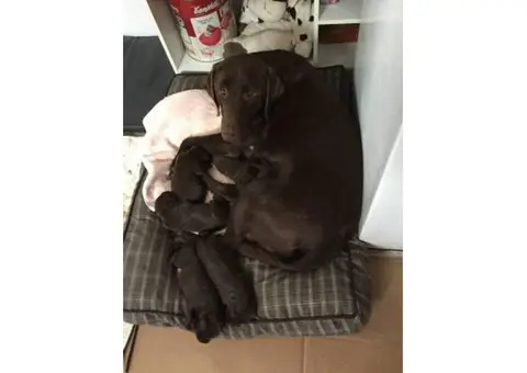 AKC Chocolate lab puppies for sale