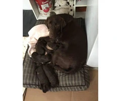 AKC Chocolate lab puppies for sale