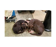 AKC Chocolate lab puppies for sale - 2