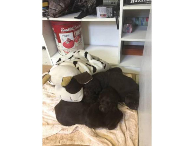 AKC Chocolate lab puppies for sale in Memphis, Tennessee ...