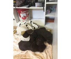 AKC Chocolate lab puppies for sale - 3