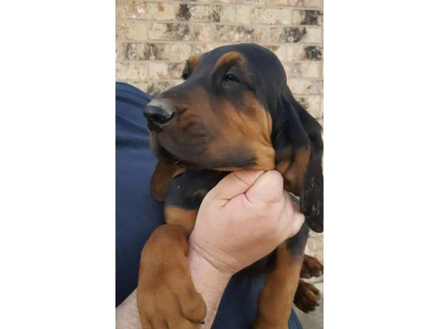3 male bloodhound puppies left
