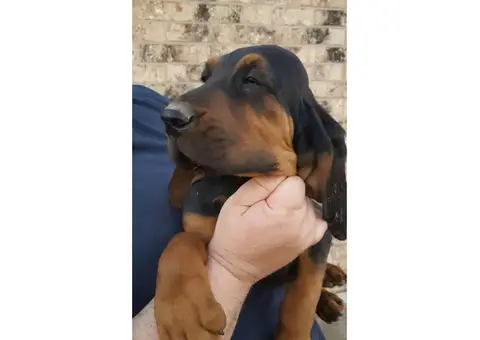 3 male bloodhound puppies left