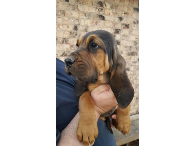 3 male bloodhound puppies left in Wyoming USA - Puppies for sale Wyoming USA