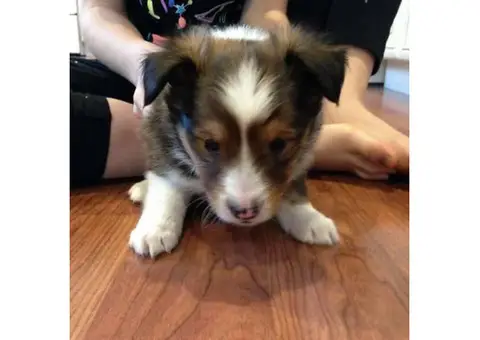Dark sable male Sheltie puppy for sale