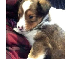 Dark sable male Sheltie puppy for sale Rochester - Puppies for Sale Near Me