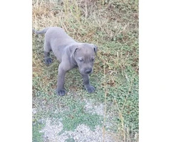 Beautiful Males and females Blue Great Dane puppies for Sale