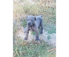 Beautiful Males and females Blue Great Dane puppies for Sale - 2