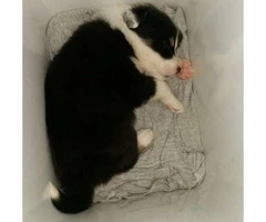 1 female full blooded border collie puppy