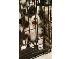 1 female full blooded border collie puppy - 2