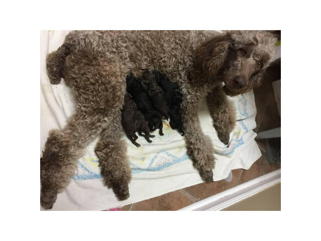 8 AKC Standard Poodle puppies in Dothan, Alabama - Puppies ...