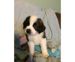 Full blooded Saint Bernard puppies for sale