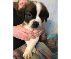 Full blooded Saint Bernard puppies for sale - 2