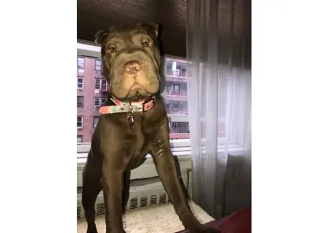 7 months old Shar-pei puppy for sale