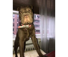 7 months old Shar-pei puppy for sale