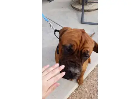 9 months old Full bred Bullmastiff puppy