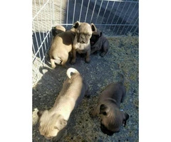 6 pug puppies for sale - 1