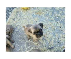 6 pug puppies for sale - 2