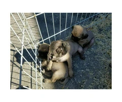 6 pug puppies for sale - 3