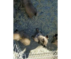 6 pug puppies for sale - 5