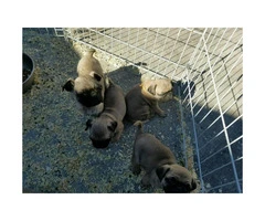 6 pug puppies for sale - 6