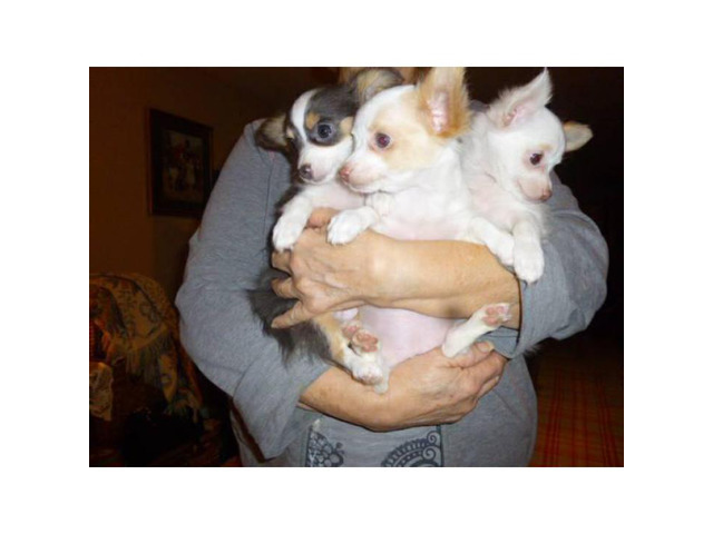 3 registered longhair female Chihuahua puppies in