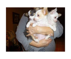 3 registered long-hair female Chihuahua puppies