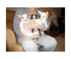 3 registered long-hair female Chihuahua puppies - 2
