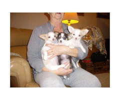3 registered long-hair female Chihuahua puppies - 3