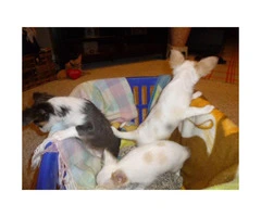 3 registered long-hair female Chihuahua puppies - 4