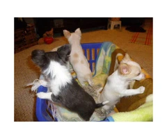 3 registered long-hair female Chihuahua puppies - 5