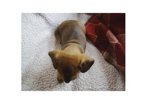 Female pure breed dachshund puppies for sale
