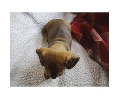 Female pure breed dachshund puppies for sale