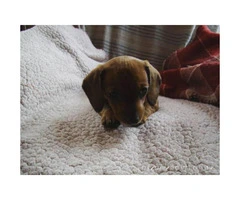 Female pure breed dachshund puppies for sale - 2