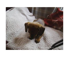 Female pure breed dachshund puppies for sale - 3