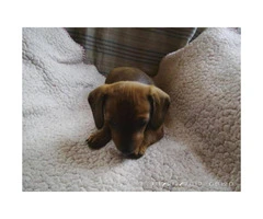 Female pure breed dachshund puppies for sale - 4
