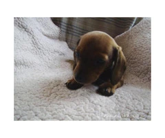 Female pure breed dachshund puppies for sale - 5