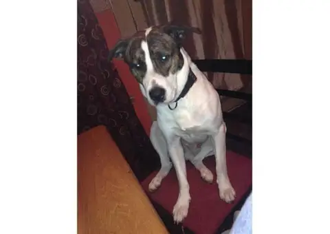 3 year old male bull mastiff mix for adoption