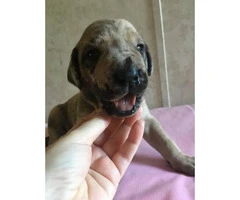 6 Available Great Dane pups - 4
