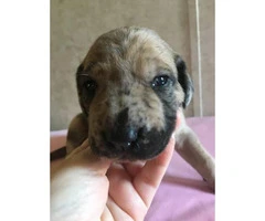 6 Available Great Dane pups - 5