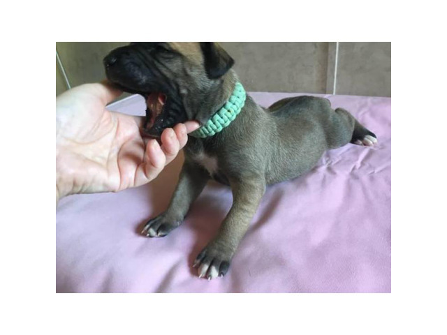 6 Available Great Dane pups in Gainesville, Florida ...