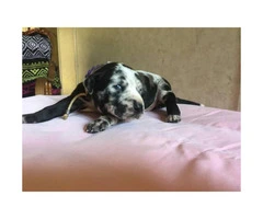 6 Available Great Dane pups - 12