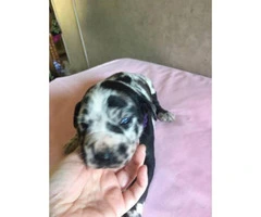 6 Available Great Dane pups - 13